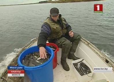 В водоемы Минской области этой осенью выпустили пять с половиной тонн рыбы