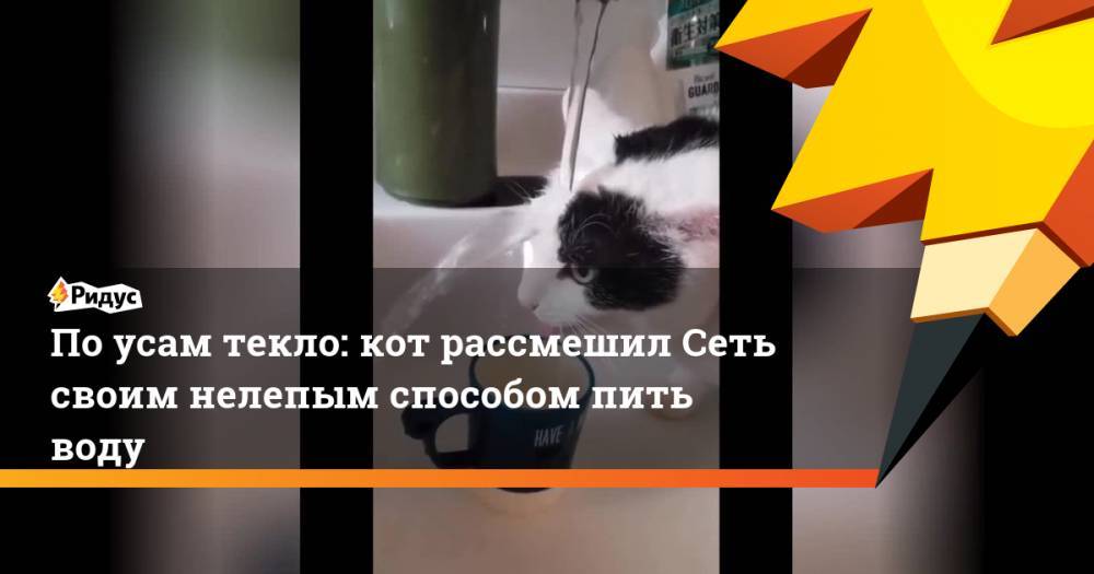 По усам текло: кот рассмешил Сеть своим нелепым способом пить воду