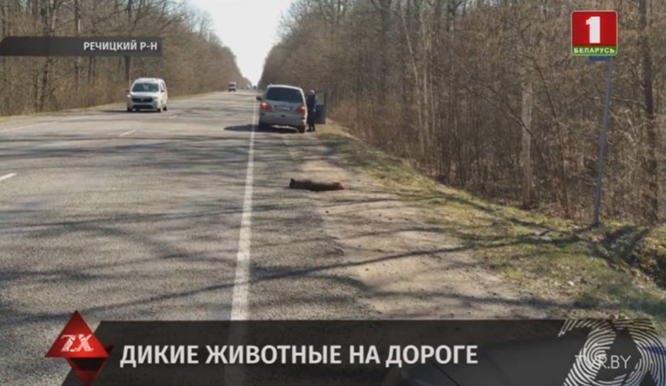 Аварию в Речицком районе спровоцировала рысь