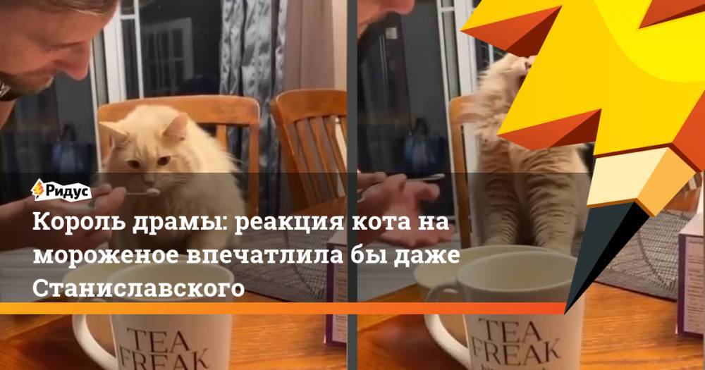 Король драмы: реакция кота на мороженое впечатлила бы даже Станиславского