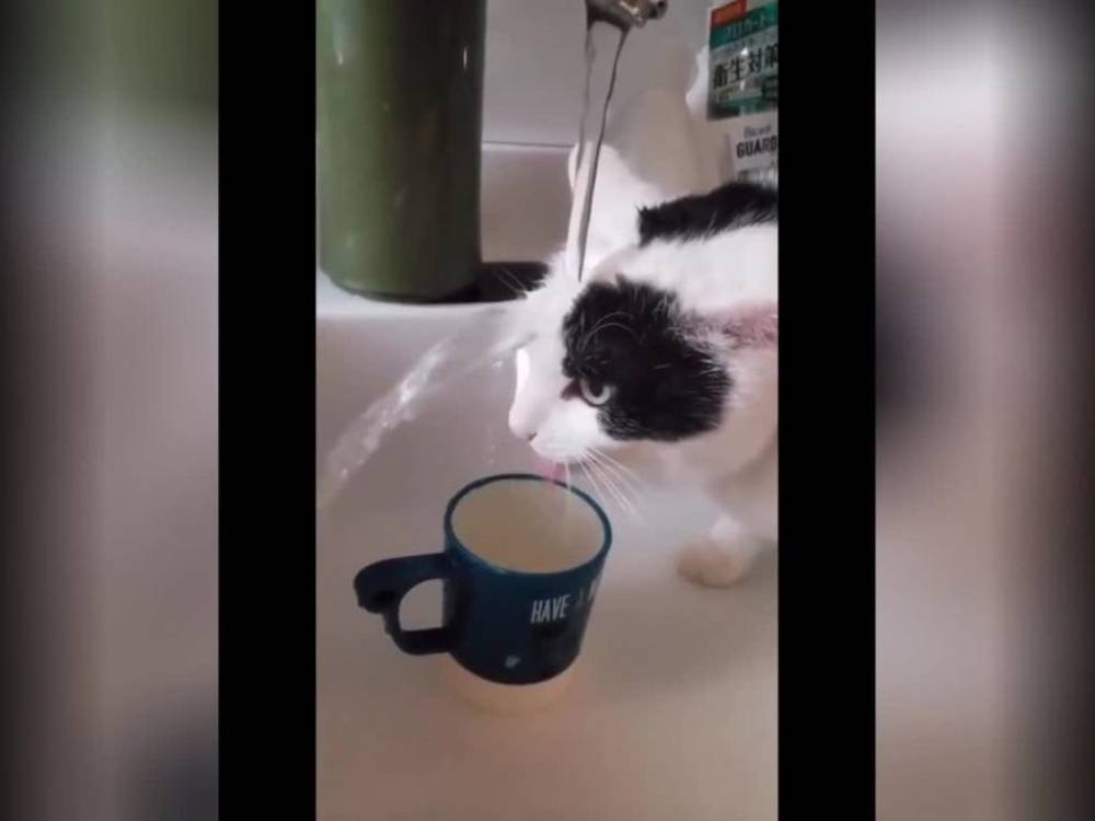 В Сети веселятся из-за кота, который смешно пьет воду из-под крана