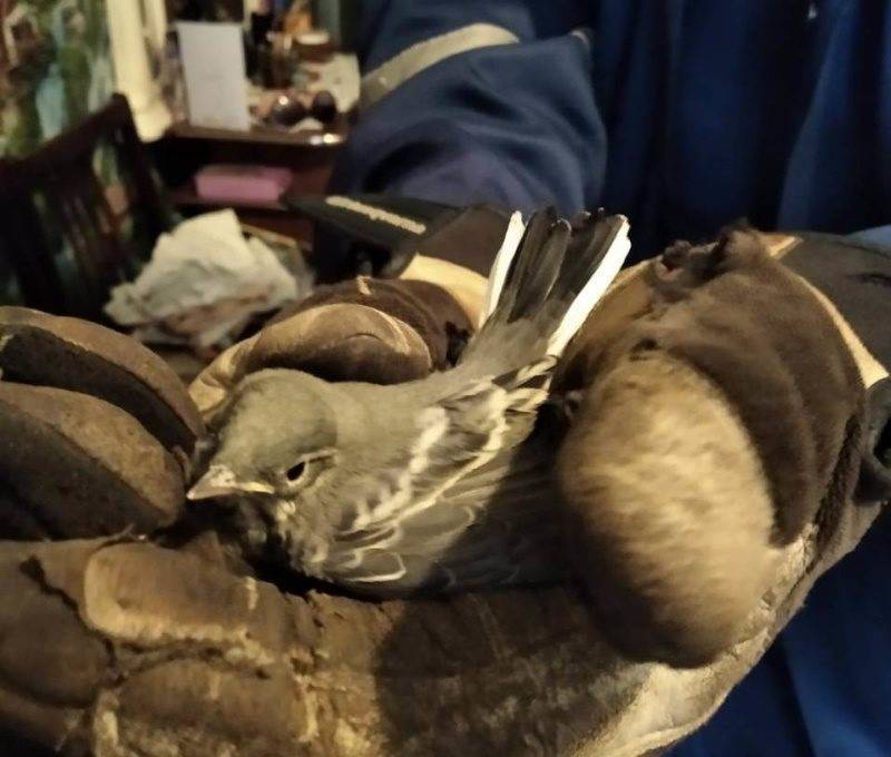 Ульяновские спасатели вызволили птицу из вентиляционной шахты