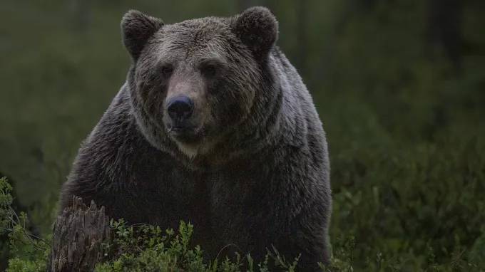 В Приангарье агрессивный медведь двое суток держал в заложниках пожилых супругов