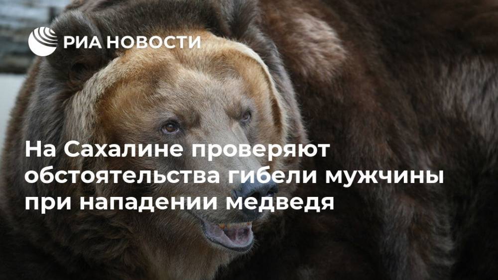 На Сахалине проверяют обстоятельства гибели мужчины при нападении медведя