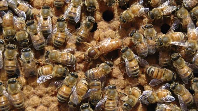 В Пулково прилетело 270 крымских пчеломаток