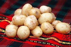 Выращивание картофеля в Украине под большим вопросом