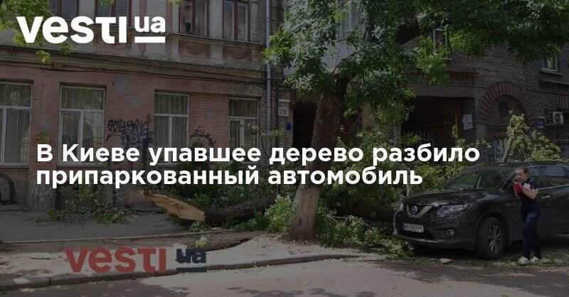 В Киеве упавшее дерево разбило припаркованный автомобиль