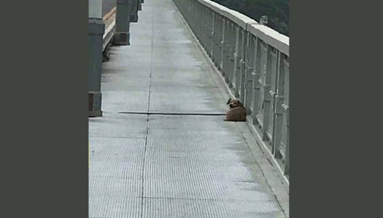 Верный пес 4 дня ждал на мосту хозяина, который покончил с собой