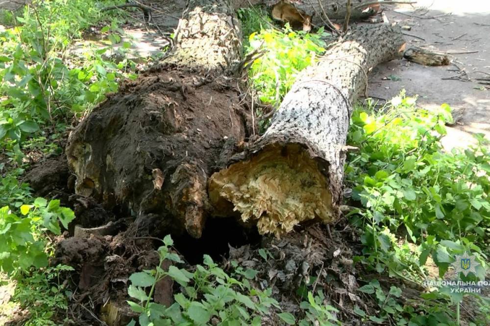 В Киеве от сильного ветра на прохожих рухнуло дерево