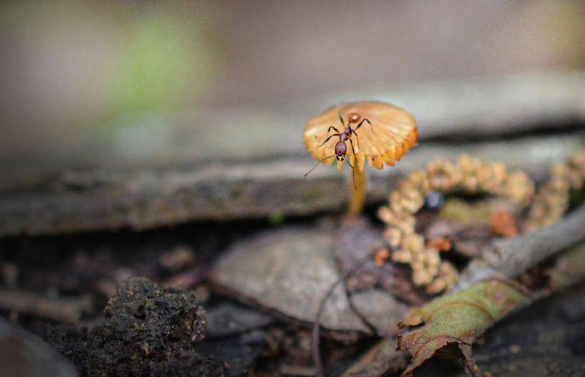 Ученые раскрыли молекулярный механизм действия гриба, способного превращать муравьев в “живых зомби”
