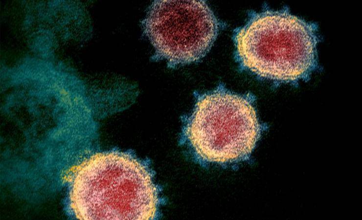 «Мутирует с той же скоростью, что и вирус гриппа». Ученые обнаружили шесть штаммов COVID-19 по всему миру