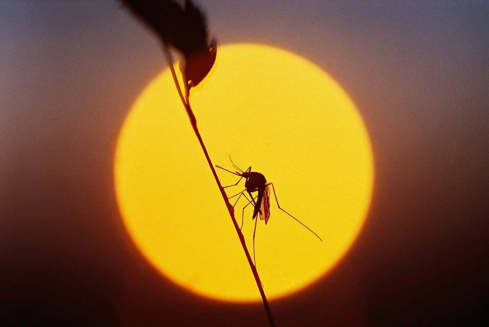 В Китае нашли место, откуда сто лет назад полностью исчезли комары