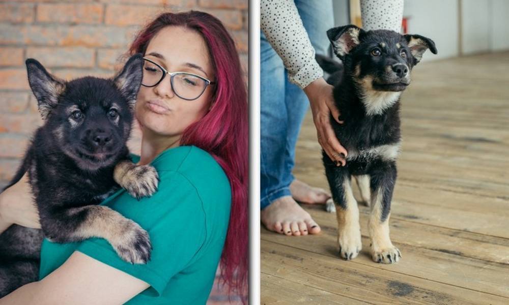 Помните историю про брошенную в Петрозаводске собаку, привязанную к будке? Двум ее щенкам все еще ищут новых хозяев!