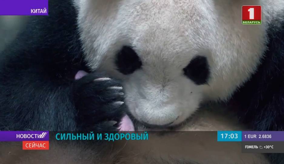 У Китае на свет появился самый крупный в истории детеныш бамбукового медведя