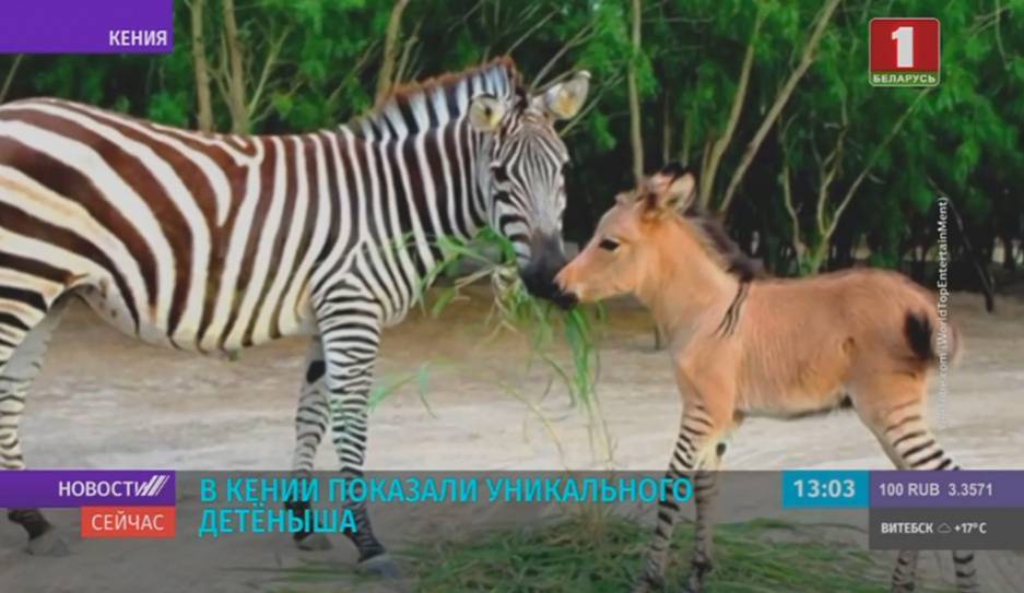 В Кении показали уникального детеныша - гибрид зебры и осла