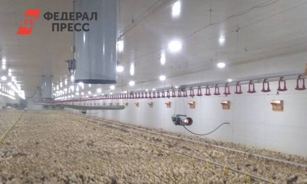 Арендатор утиной фермы в Челябинской области пожаловался на банк из-за незаконного проникновения