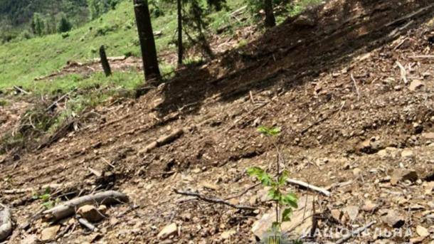 На Закарпатье двух экс-чиновников будут судить за незаконную вырубку леса
