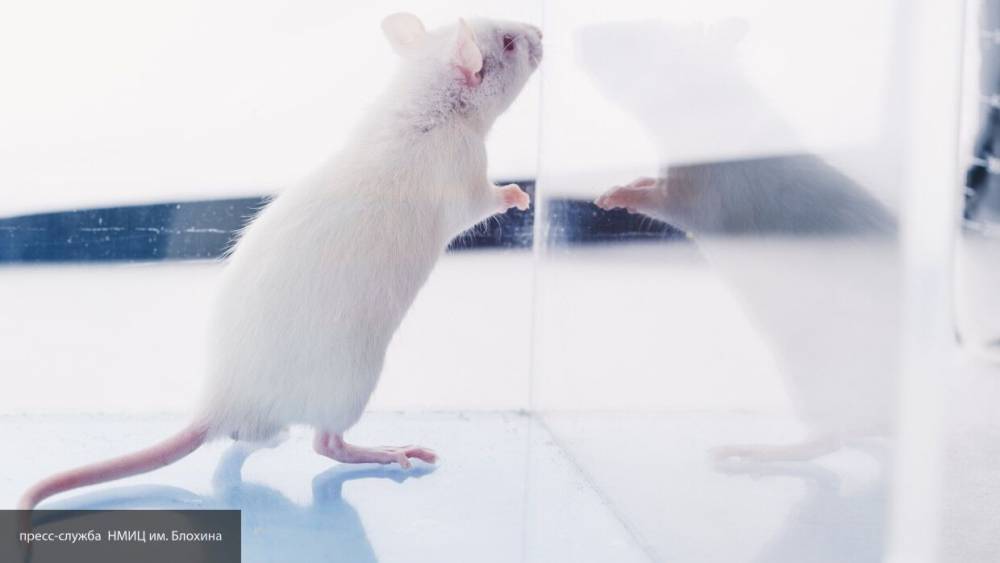 Ученые из Китая вывели генномодифицированных мышей для тестов вакцины от коронавируса