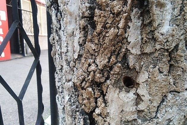 Жидкость из просверленных деревьев в Чите отправили на экспертизу