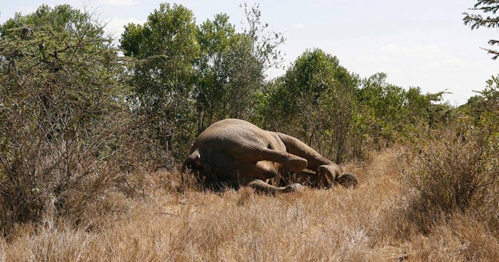 Массовую гибель слонов в Ботсване связали с новым видом инфекции