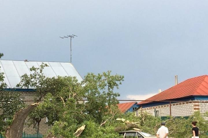 В Саратовской области шквалистый ветер ломает деревья и рвёт провода