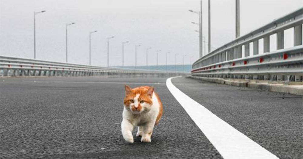 Символ Крымского моста кот Мостик решил стать журналистом