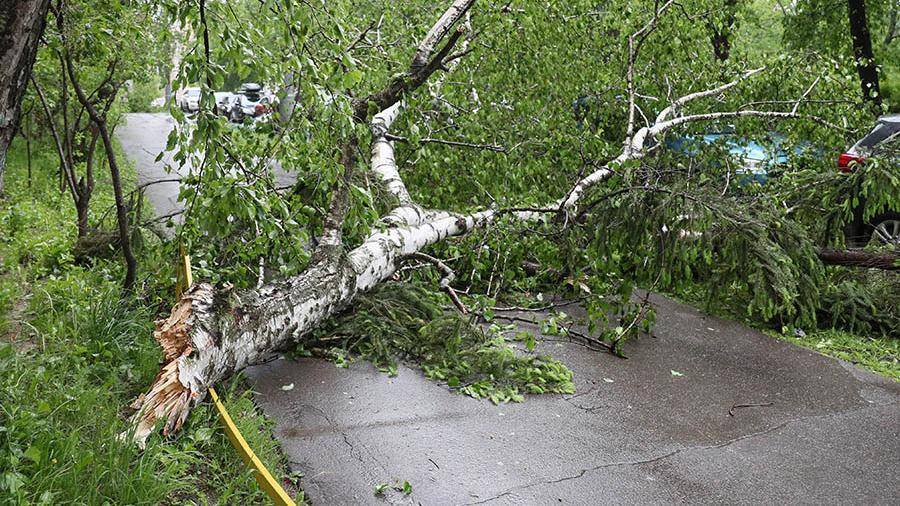 В Москве ветер повалил более 60 деревьев