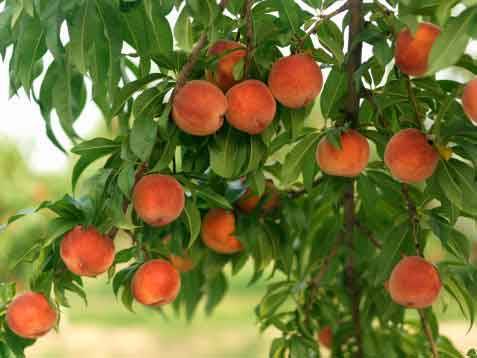 Грузия вывозит персики в Россию, Армению, Азербайджан и другие страны
