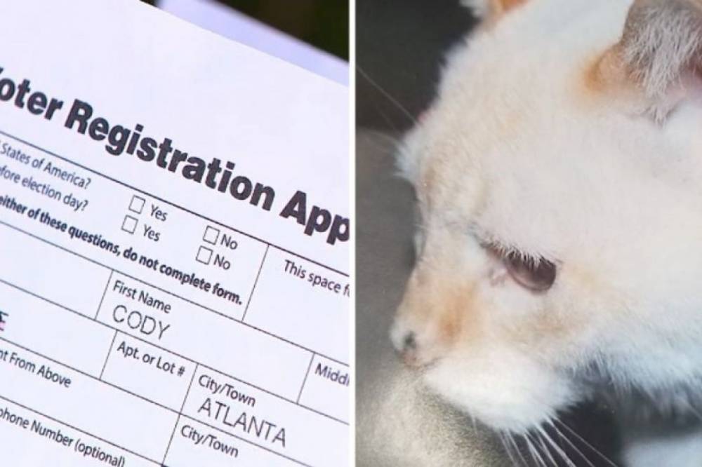 В США для голосования на выборах хотели зарегистрировать кота, который умер 12 лет назад