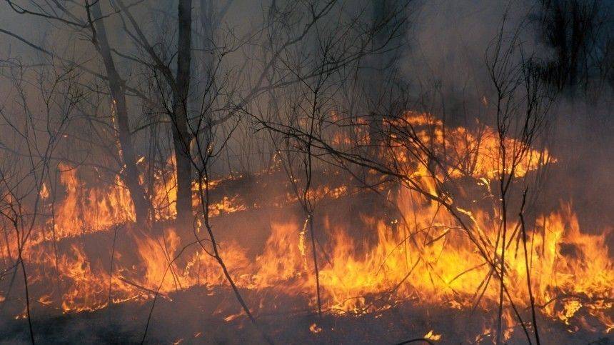Глава МЧС заявил, что лесные пожары возникают в местах вырубки деревьев
