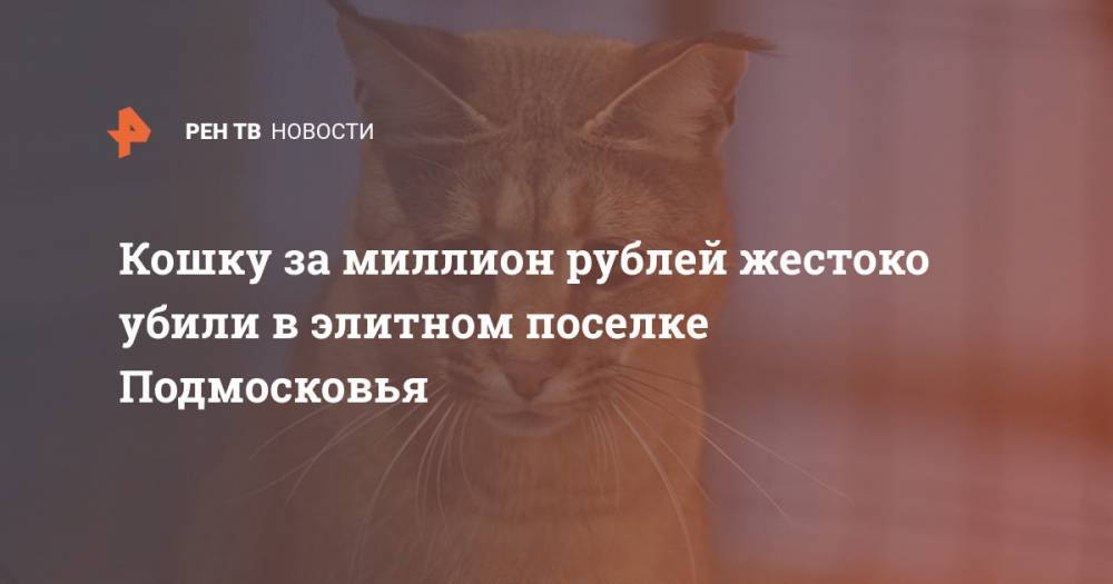 Кошку за миллион рублей жестоко убили в элитном поселке Подмосковья