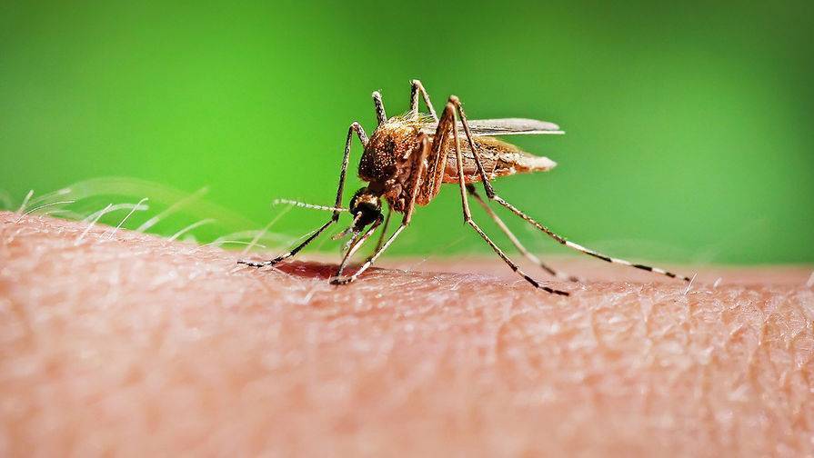 Ученые не нашли доказательств заражения коронавирусом после укуса комаров