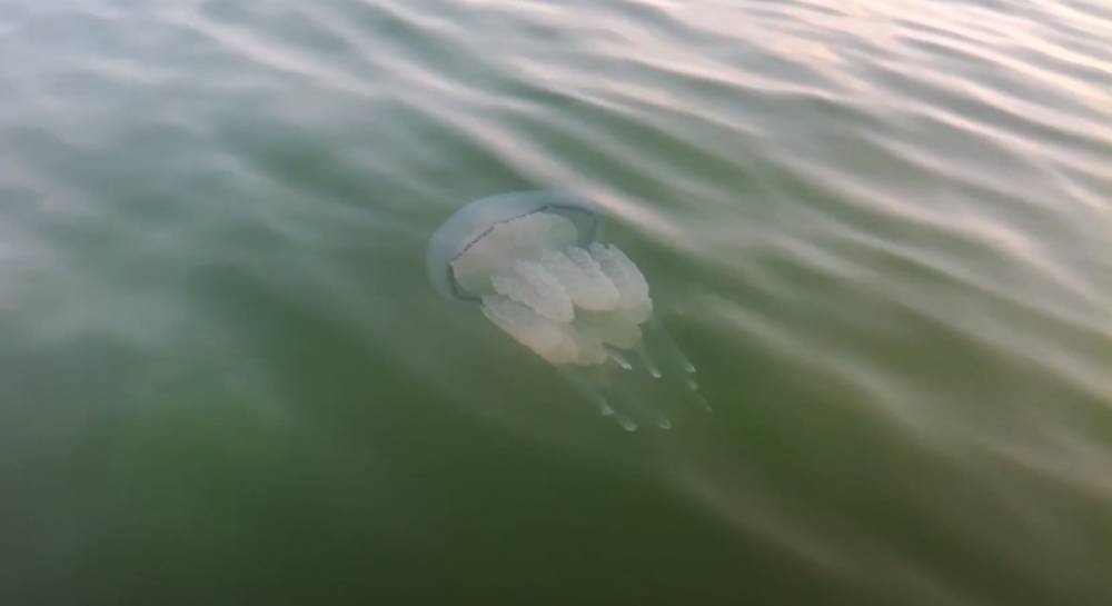 Туристы показали на видео нашествие медуз в Кирилловке