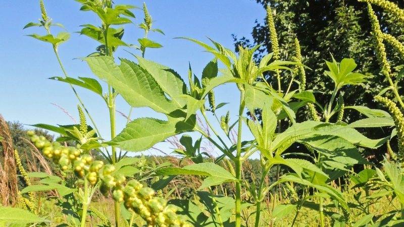 В Башкирии обнаружили смертельно опасное растение