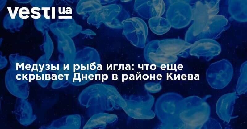 Медузы и рыба игла: что еще скрывает Днепр в районе Киева