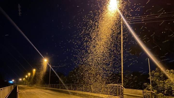 В Новосибирске стаи необычные насекомые атакуют фонари