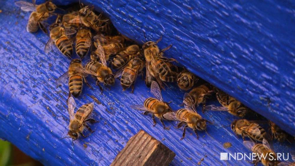 В двух районах Кузбасса проводят проверку после массовой гибели пчел