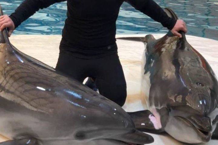 Власти Алушты проверят дельфинарий после видео с мертвым дельфином