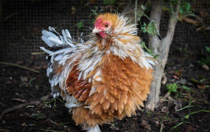 Курица раздора: жители долины поссорились с горцами из Панкиси из-за птицы