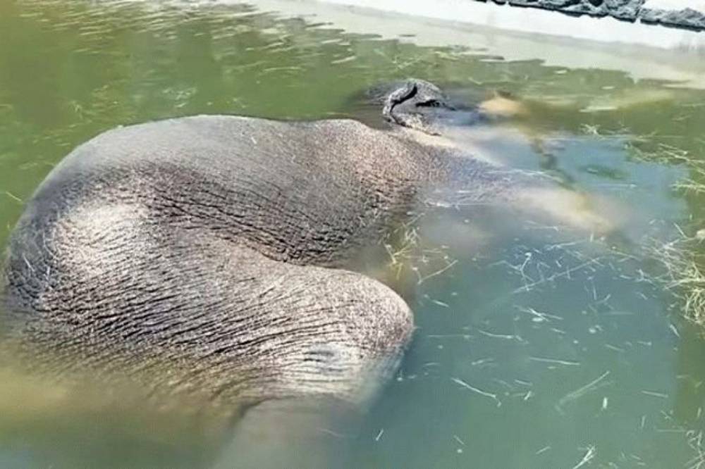 В американском зоопарке слон уснул под водой. Видео