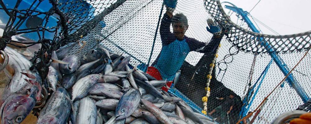 Власти Колымы ввели запрет на промышленную добычу лосося