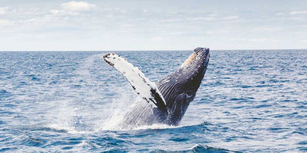 Погоню косаток за горбатыми китами снял на видео рыбак в Австралии