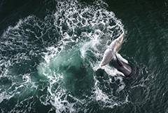 Два вида китов вошли в список приоритетного восстановления популяции