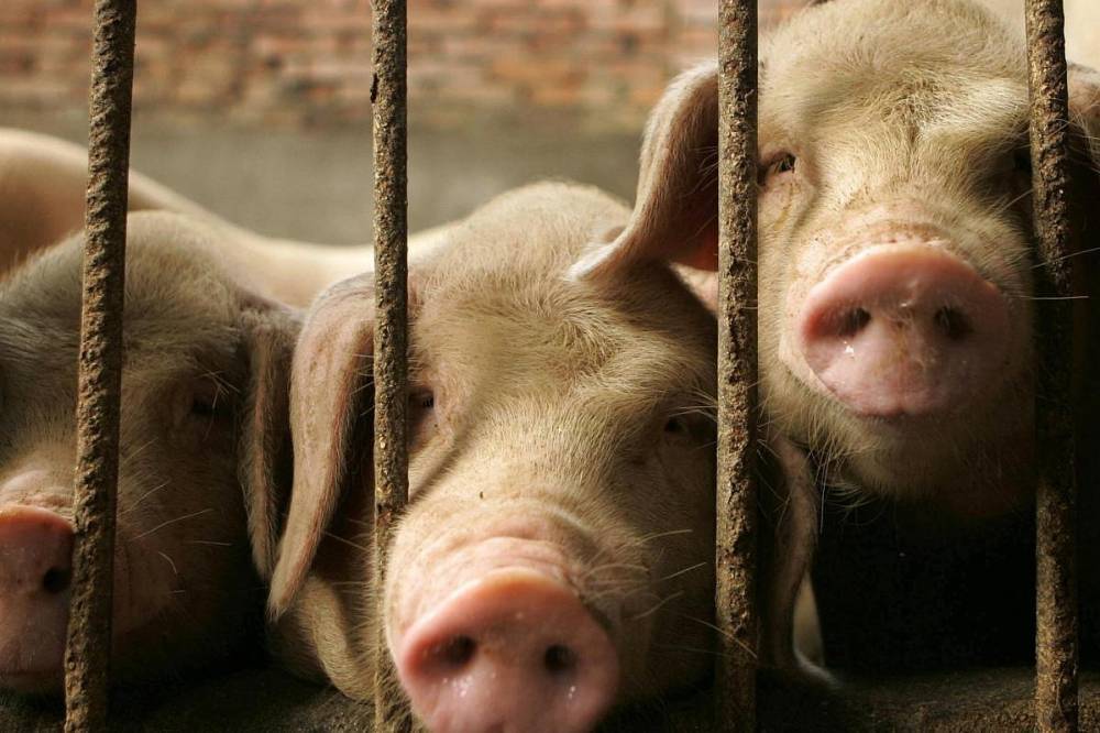 Вспышка африканской чумы: под Киевом умертвили почти тысячи свиней
