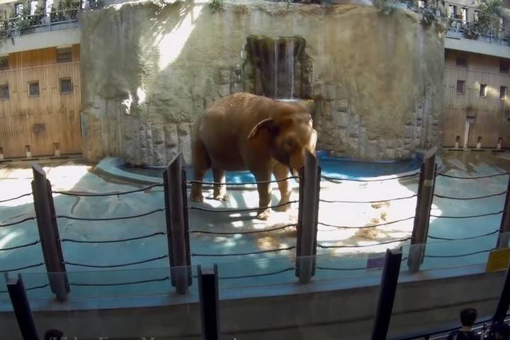 Московский зоопарк предложили модернизировать в заповедник