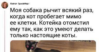 18 жизненных ситуаций, которые доказывают, что без кота и жизнь не та