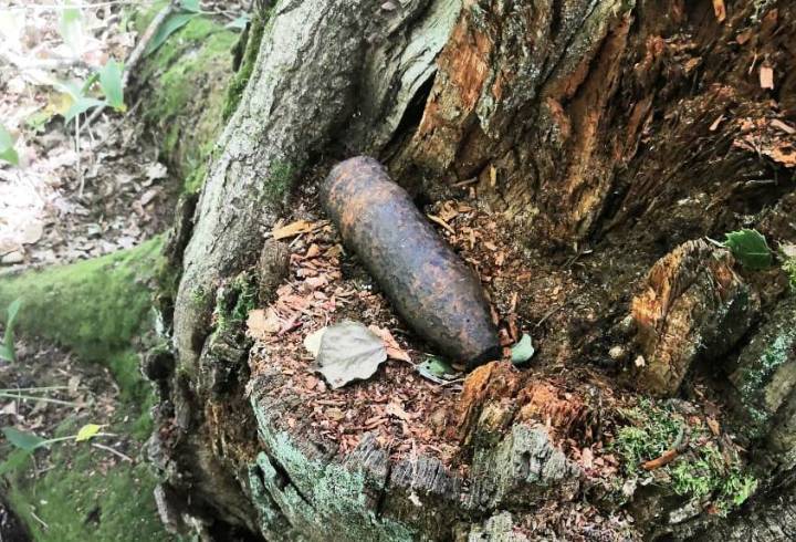 В лесах Ленобласти нашли 30 минометных мин времен ВОВ