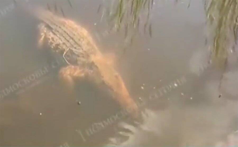 Крокодила обнаружили в реке в Балашихе
