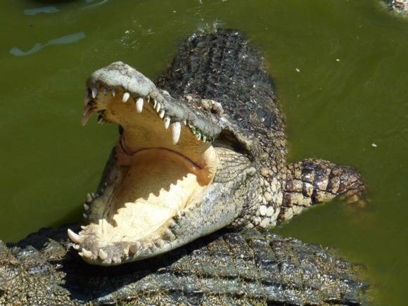 Власти опровергли информацию о крокодиле в подмосковной реке