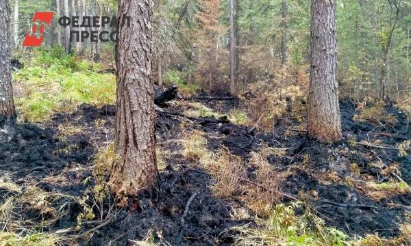 Площадь пожара в заповеднике «Денежкин камень» увеличилась вдвое